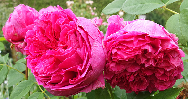  Very heavy petalled roses, which can droop in the rain. 