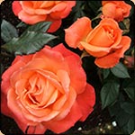  A Sam McGredy rose called Spiced Coffee. 