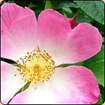  The old-fashioned rose Complicata. 