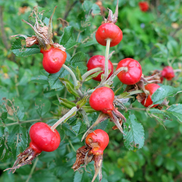  Formed quite early in autumn. 