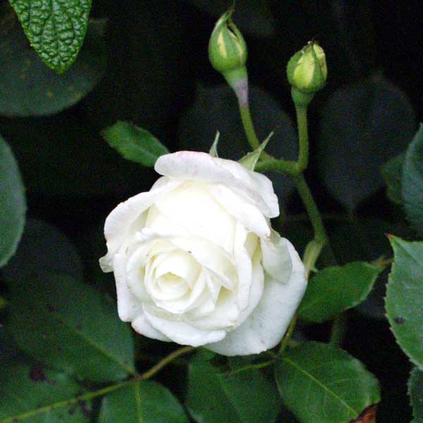 A White Rose