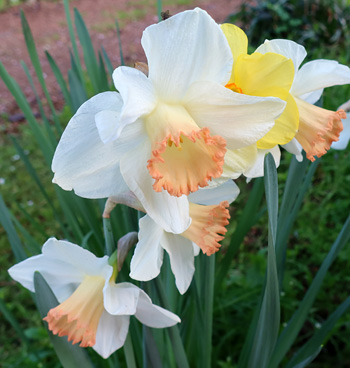  In the Driveway Lawn. 