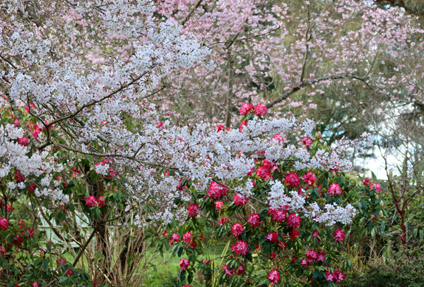  A flowering cherry tree and President Roosevelt Rhododendron. 