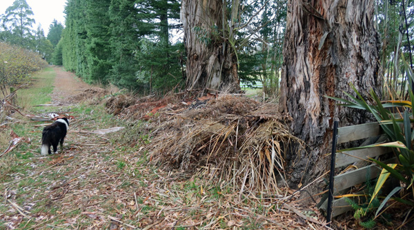  All destined for the autumn bonfire, whenever that will be allowed to happen. 