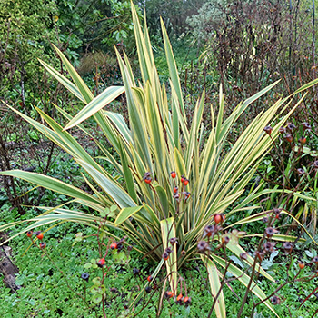  A striped hybrid, growing in the Hump Garden. 