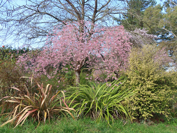  One of the weeping trees in the Driveway Border. 