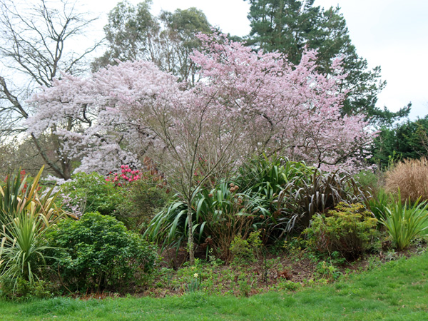  Beautiful blossom. 