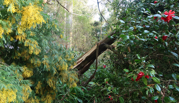  Crash onto the Camellias. 