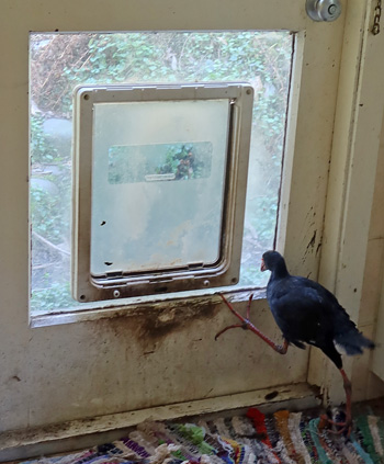  Beak-bashing at the door to get out. 