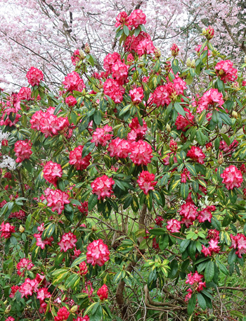  The mist beautiful rhododendron. 