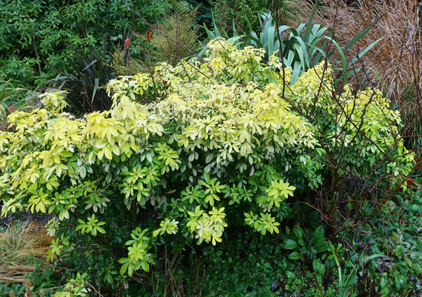  This evergreen shrub breaks apart in snow. 