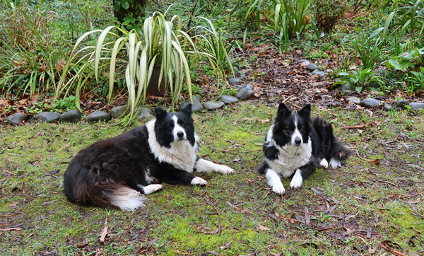  Pebbles with her proper black and white coloured fur... 