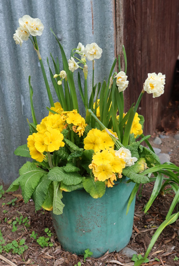  In a pot by the Stables. 