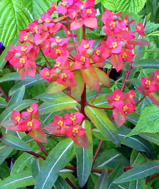 Euphorbia Photos