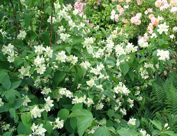 Philadelphus Shrub