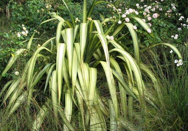  This is one of the most beautiful striped flaxes I grow. 