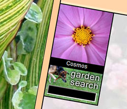  The explorer thumbnail and search form, as display on the Bengal Canna page. 