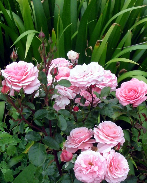 A clean cut combination of colour and foliage. A clean cut combination of colour and foliage.
