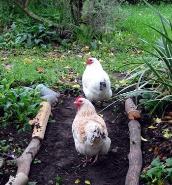  Birds in the Apple Tree Garden. 