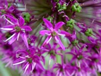 alium-purple-flower