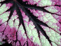 begonia-purple-black-leaf