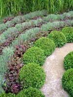 heuchera-topiary-curves