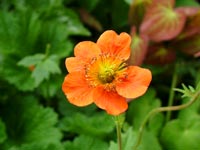 orange-flower