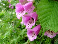 pink-foxglove