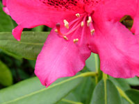 pink-rhododendron