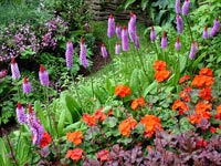 primula-littoniana-heuchera