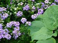 purple-flower-hosta