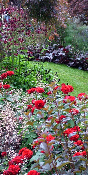  It was such a treat to see the abundance of roses in this Show Garden 