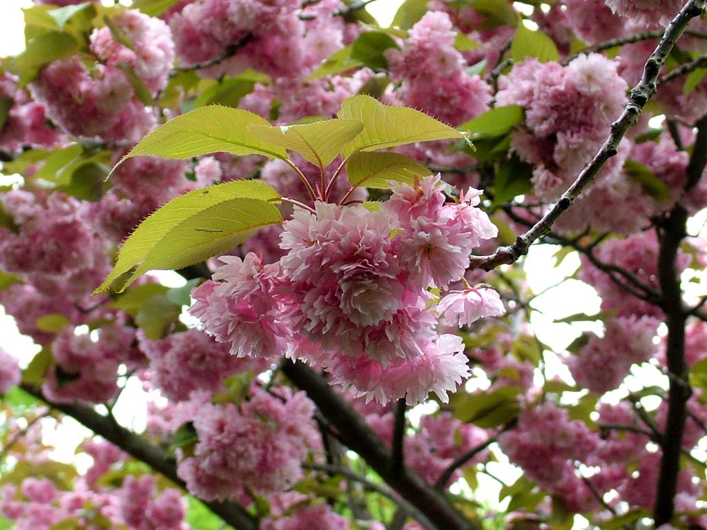 Spring Churchyard Garden