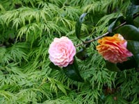 acer-camellia