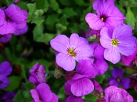 aubretia-columnae