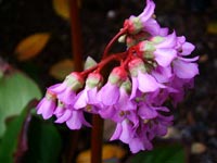 bergenia-crassifolia