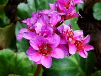 bergenia-purpurascens-beesii