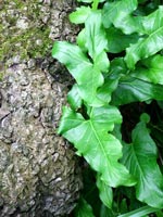 black-walnut-bark-green-foliage