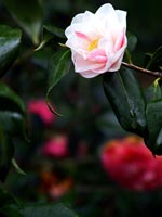 camellia