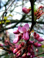 cercis-colours