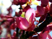 cercis-silicuastrum-flowers