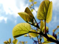 cercis-silicuastrum-leaves