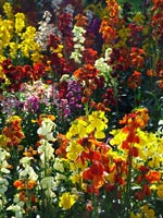 colourful-spring-flowers