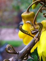 curling-kowhai-leaf-fronds