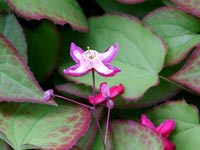 epimedium-rubrum-flower-foliage