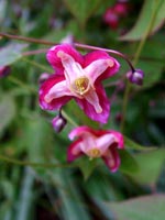 epimedium-rubrum