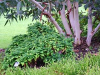 eucalyptus-border