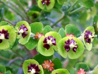 euphorbia-detail