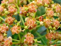 euphorbia-mellifera-closeup