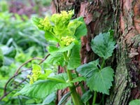 euphorbia-tree-bark